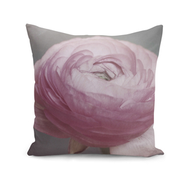 soft pink anemone