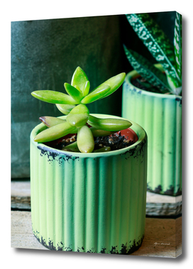 Succulent plant in green pot.