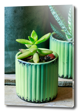 Succulent plant in green pot.
