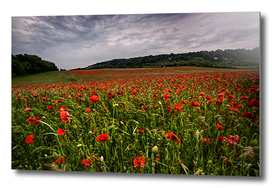 Boxley Poppy Fields