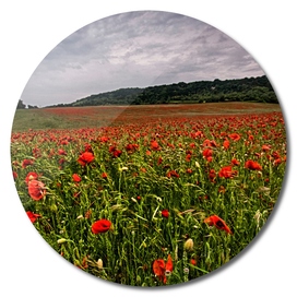 Boxley Poppy Fields