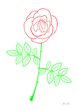 Rose illustration