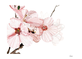 cherry Blossom