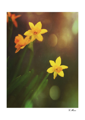 shining daffodils