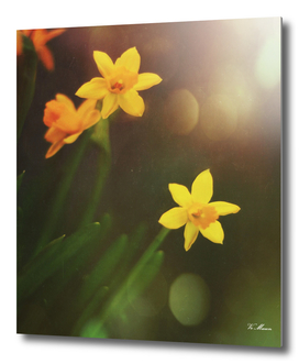 shining daffodils