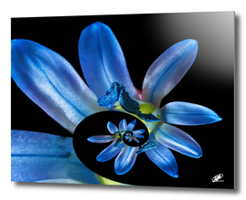 Life cycle - scilla flower
