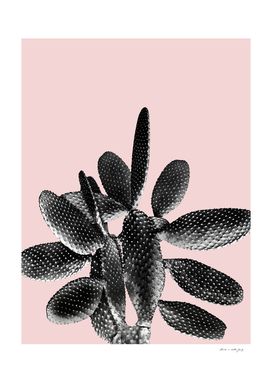 Black Blush Cactus #1
