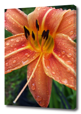 One day lily