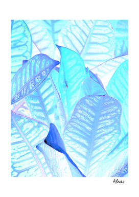 Blue Croton Tropical Leaves