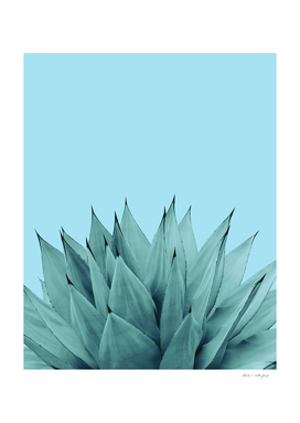 Agave Vibes #6