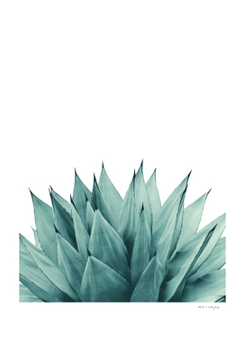 Agave Vibes #8