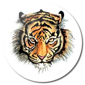 tiger watercolor