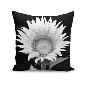 White Sunflower Black Background