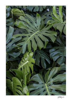 Green Tropical Plants