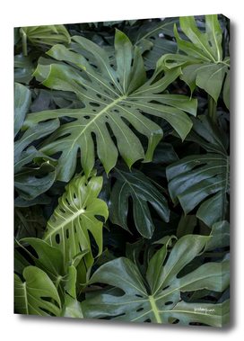 Green Tropical Plants