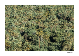 Jungle in Morocco
