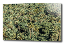 Jungle in Morocco