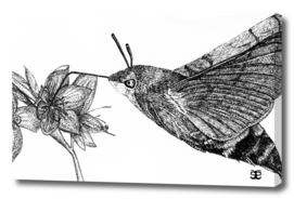 Hummingbird Hawk Moth and flower