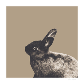 Little Rabbit on Sepia #1