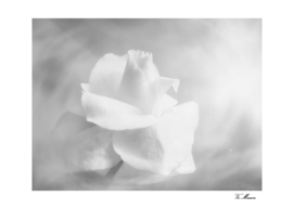 soft rose in black and white