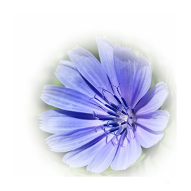purple blue chicory