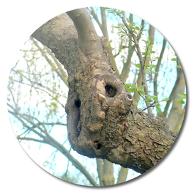Face of the Tree