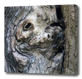 Face of the tree