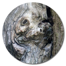 Face of the tree