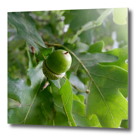 an oak fruit
