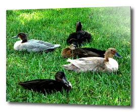 A Bunch Of Quacks