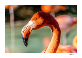 Eye of the Flamingo