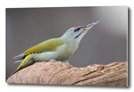 Male Grey-Headed Woodpecker