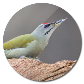 Male Grey-Headed Woodpecker