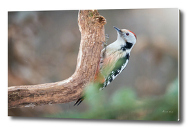 Middle Spotted Woodpecker #1