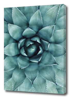 Aloe Green - Agave Art Print