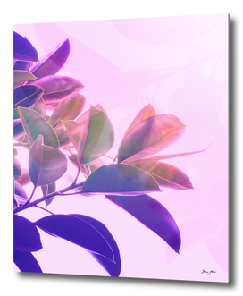 Elegant Tropical Rubber Foliage in Pink and Purple