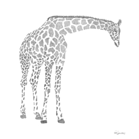 Africa Giraffe