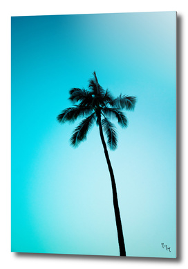palmtree ver.skyblue