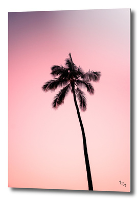palmtree ver.pink