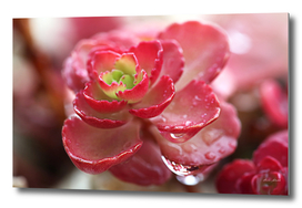 Succulent Red Flower Cactus