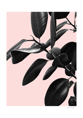 Ficus Elastica Blush Black & White Vibes #1 #foliage #decor