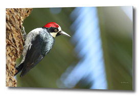 Acorn woodpecker  Melanerpes formicivorus