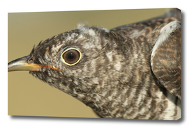 Common cuckoo Cuculus canorus