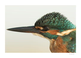 Common kingfisher Alcedo atthis