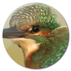 Common kingfisher Alcedo atthis