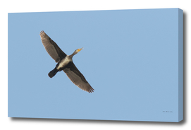 Great cormorant Phalacrocorax carbo
