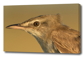 Great reed warbler Acrocephalus arundinaceus