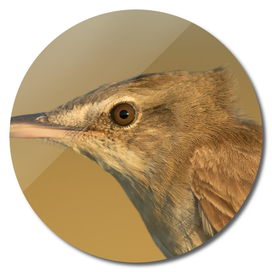 Great reed warbler Acrocephalus arundinaceus