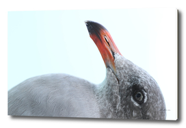 Herring gull Larus argentatus