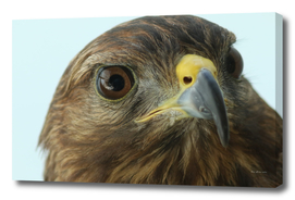 Peregrine Falco Peregrinus